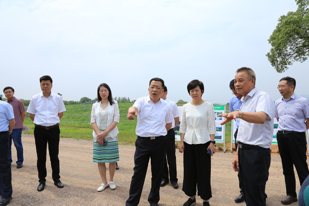 常州市领导到访茅山茶海.南海调研农业工作